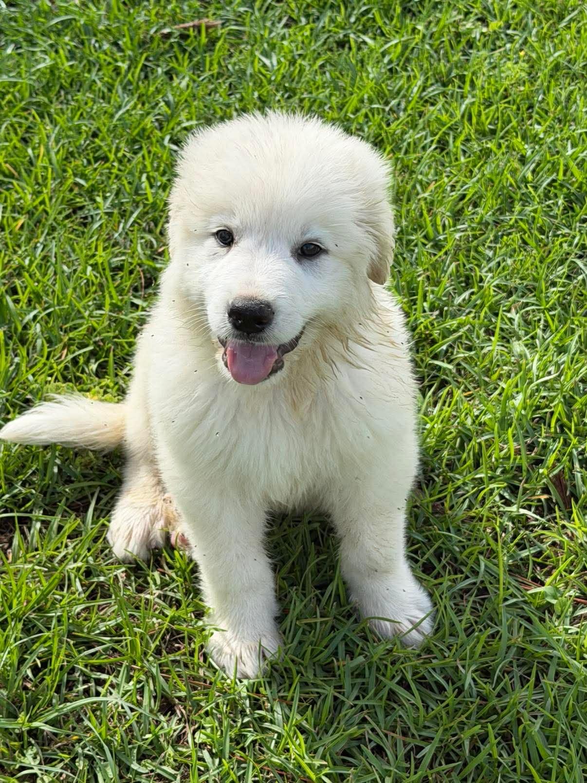 Enlarge Bear, a ADOPTABLE Great Pyrenees in Hillsdale, NY image 2/3