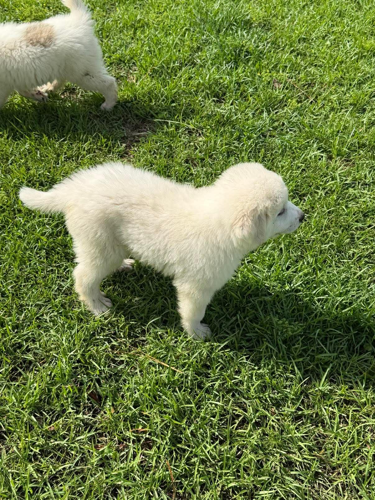 Enlarge Bear, a ADOPTABLE Great Pyrenees in Hillsdale, NY image 3/3