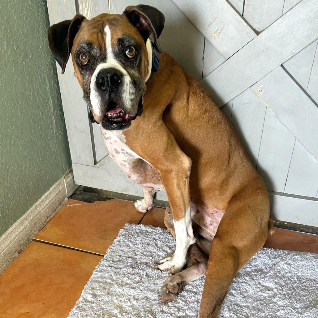Major, a Adoptable Boxer in Las Vegas, NV image 1/3
