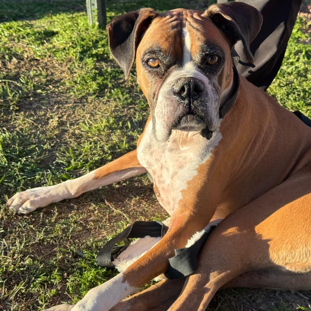 Major, a Adoptable Boxer in Las Vegas, NV image 2/3