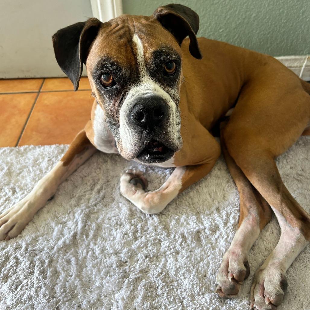 Major, a Adoptable Boxer in Las Vegas, NV image 3/3