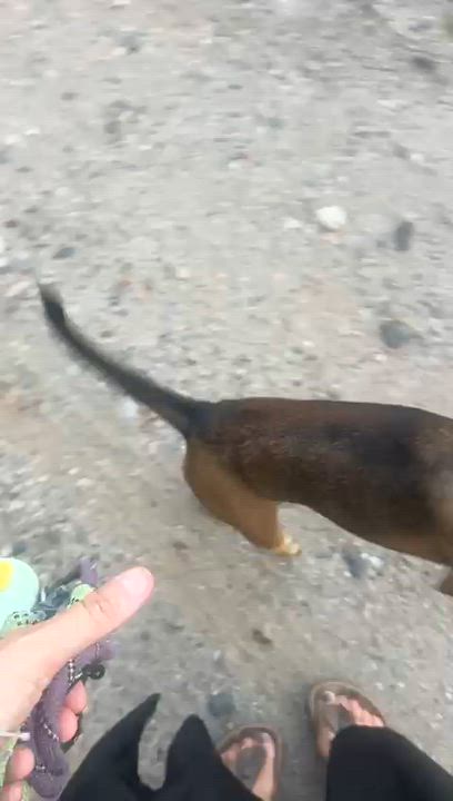Enlarge Tami, a Adoptable mixed breed in Toronto, ON video 6/6