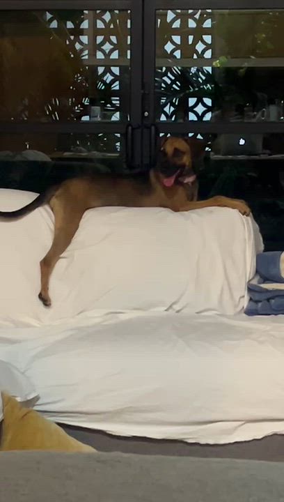 Enlarge Tami, a Adoptable mixed breed in Toronto, ON video 5/6