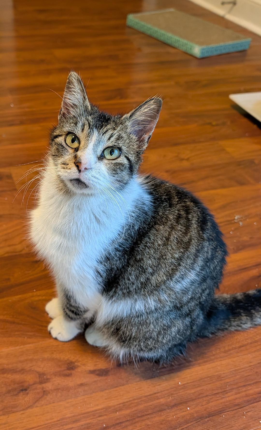 Rayne, Adoptable, Young Female Domestic Short Hair.