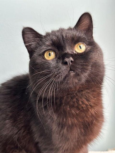 Squid, Adopted, Adult Male British Shorthair.