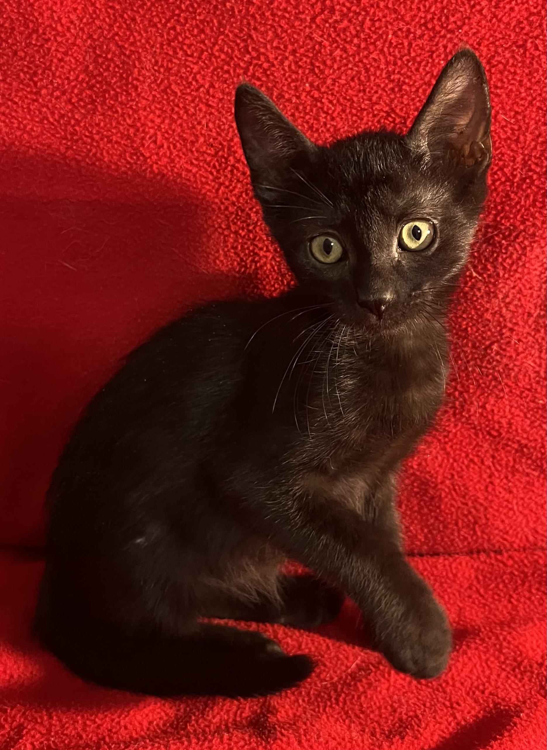 Bam Bam-Portofino PetSmart