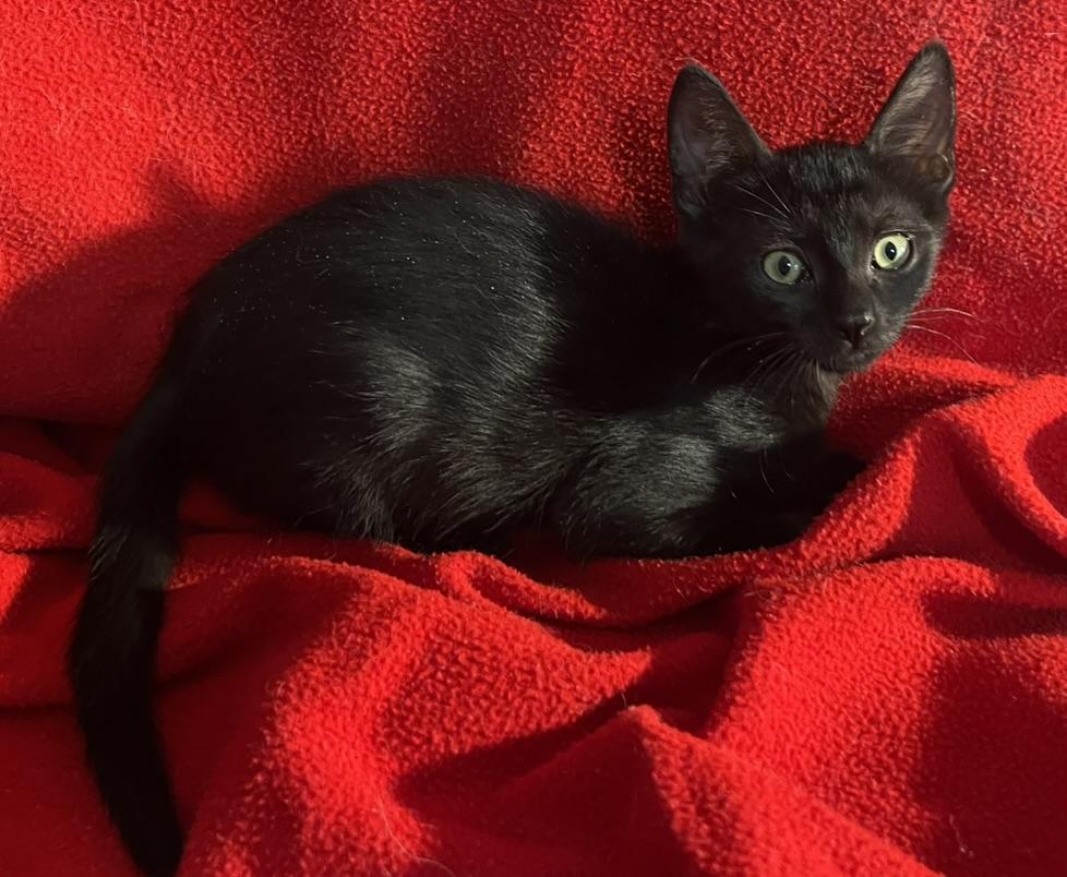 Bam Bam-Portofino PetSmart