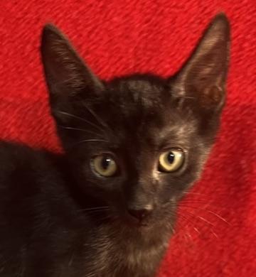 Bam Bam-Portofino PetSmart