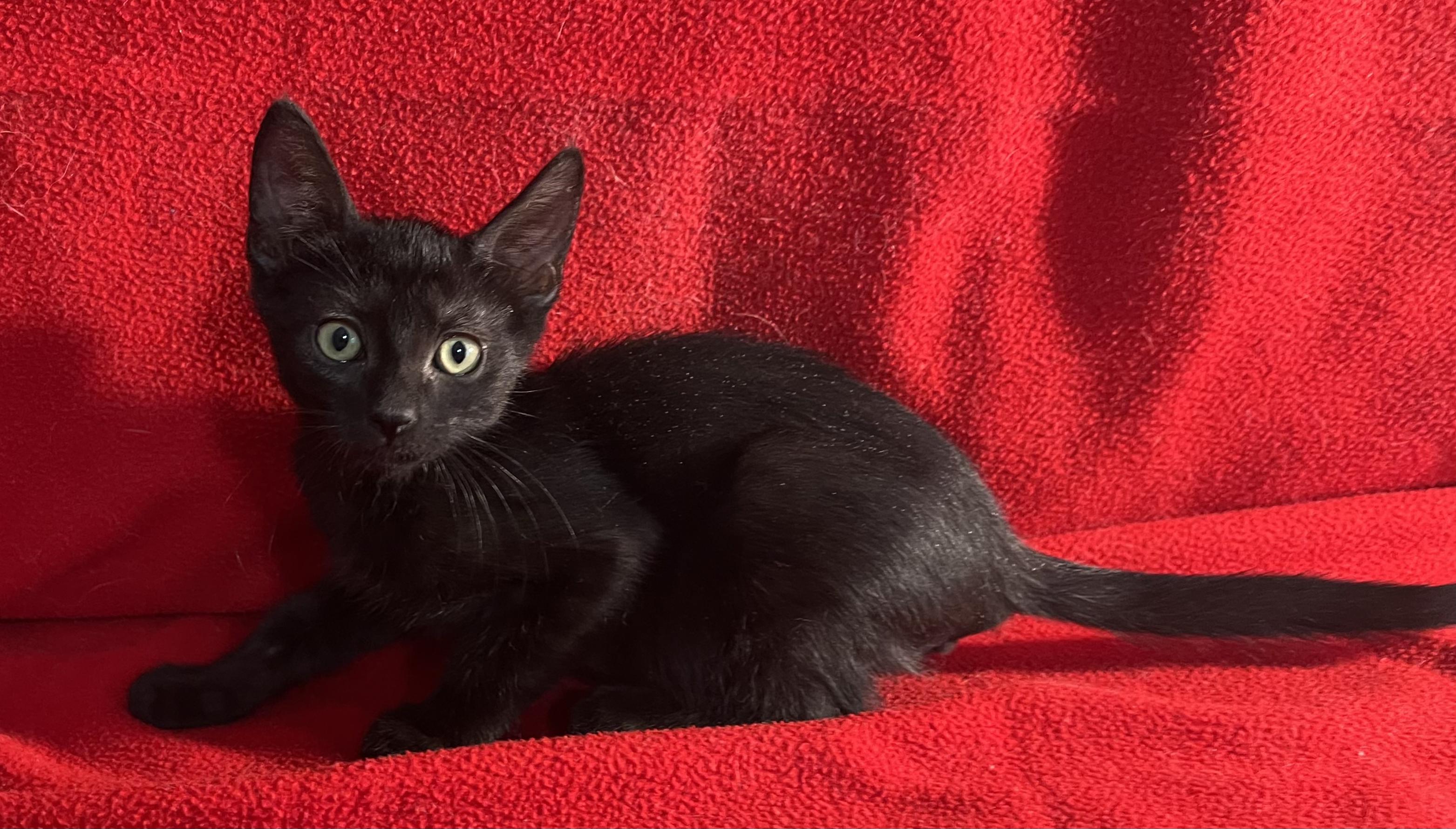 Bam Bam-Portofino PetSmart