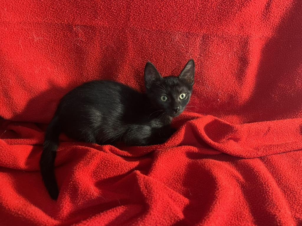 Bam Bam-Portofino PetSmart