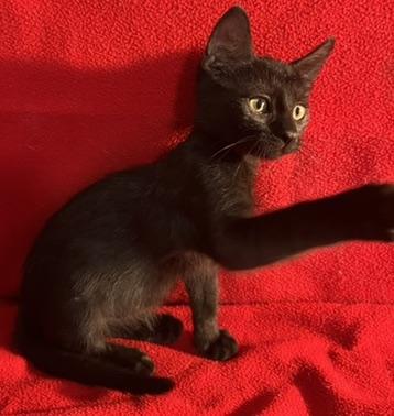 Bam Bam-Portofino PetSmart