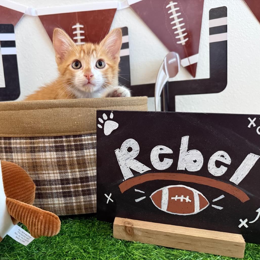 Enlarge Rebel, a Adoptable American Shorthair in Collinsville , OK image 2/2