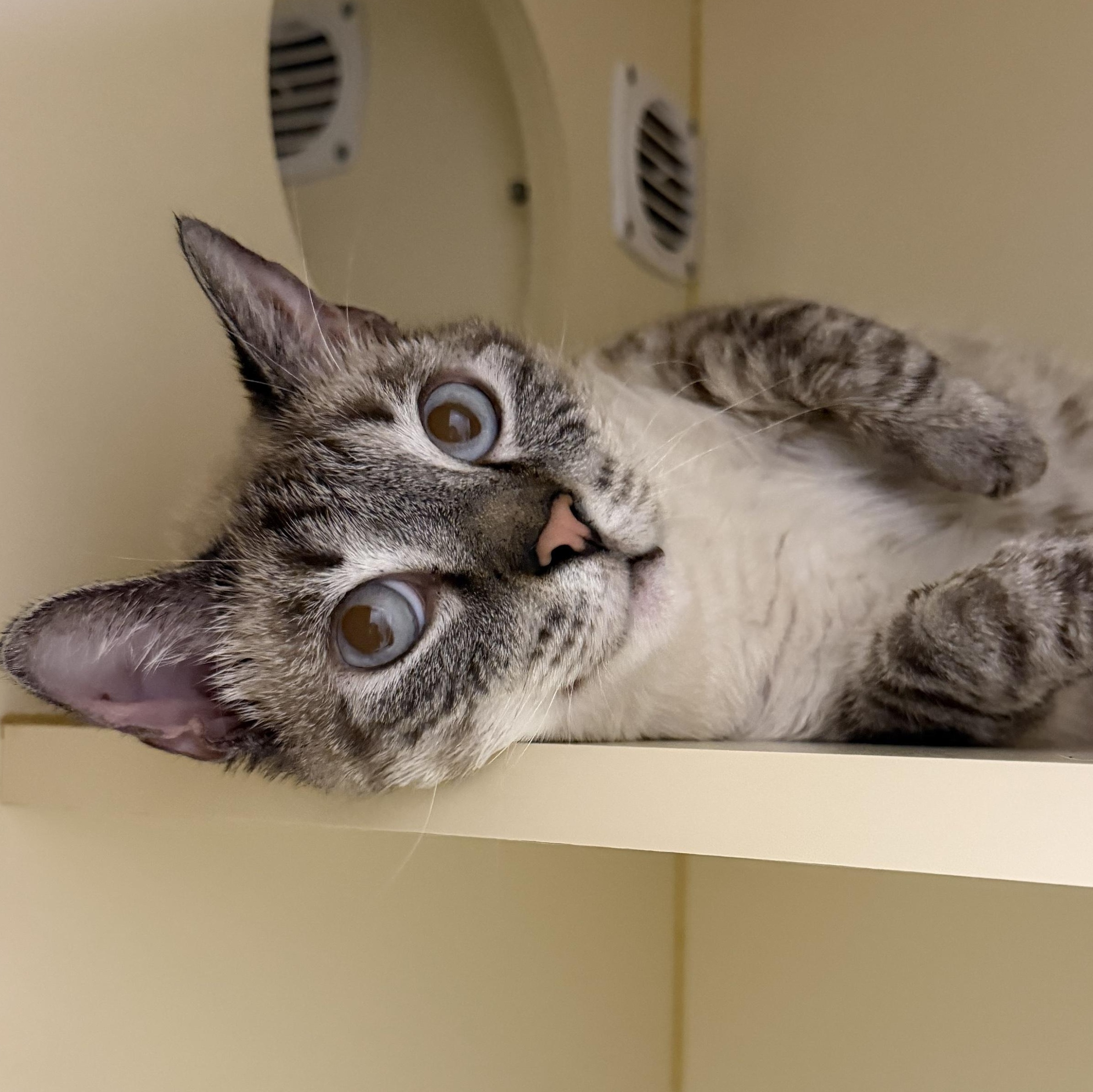 Enlarge Bud, a Adopted Domestic Short Hair in Cooperstown, NY image 1/1