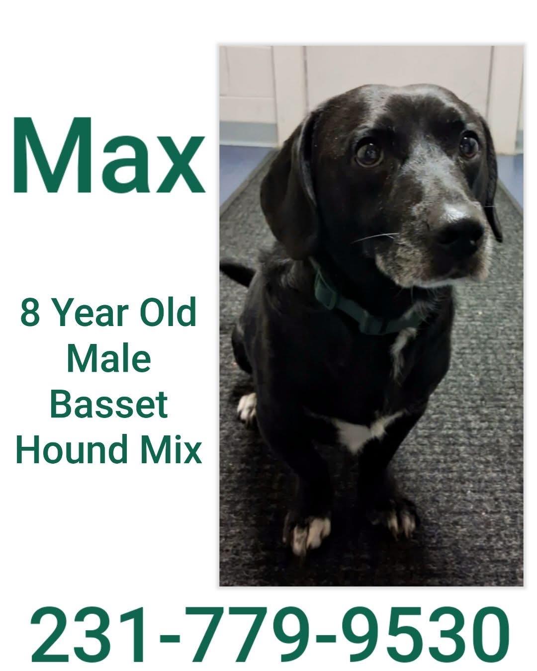 Enlarge MAX, an adopted mixed breed in Cadillac, MI image 1/1
