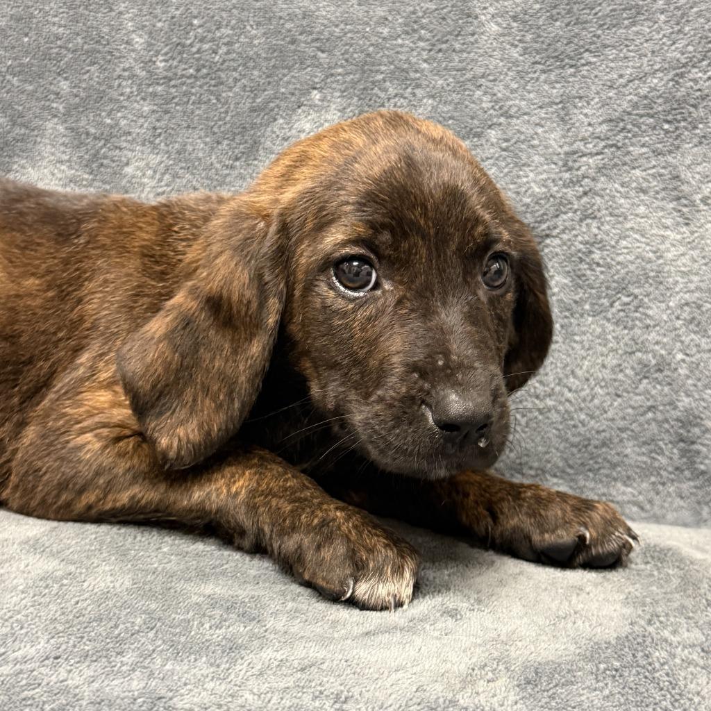 Eevee, a Adoptable mixed breed in Brenham, TX image 4/6