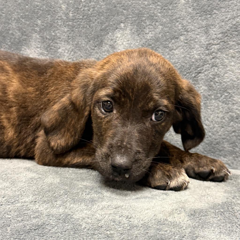 Eevee, a Adoptable mixed breed in Brenham, TX image 2/6