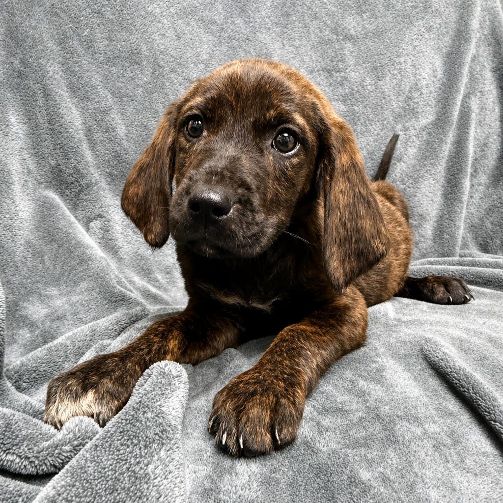 Eevee, a Adoptable mixed breed in Brenham, TX image 3/6