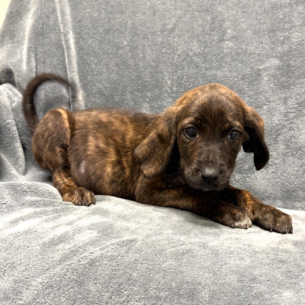 Eevee, a Adoptable mixed breed in Brenham, TX image 5/6