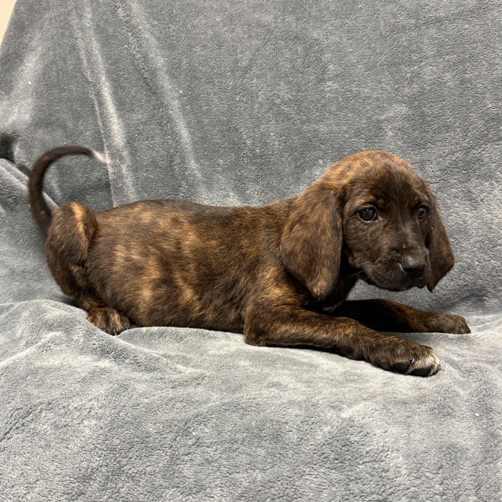 Eevee, a Adoptable mixed breed in Brenham, TX image 6/6