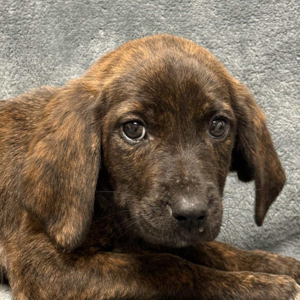 Eevee, a Adoptable mixed breed in Brenham, TX image 1/6