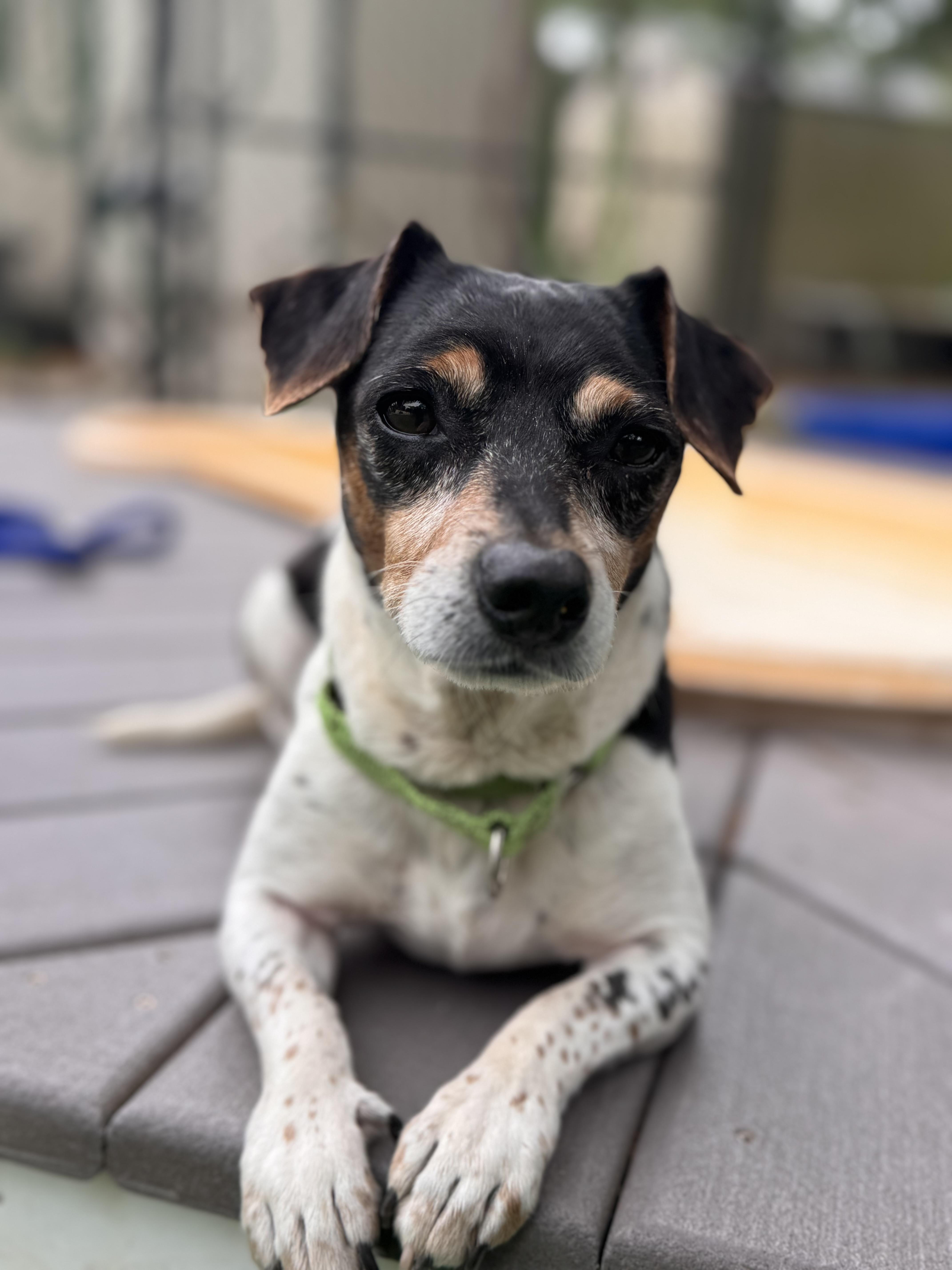 Enlarge Thor, an adoptable mixed breed in Pawleys Island, SC image 2/2