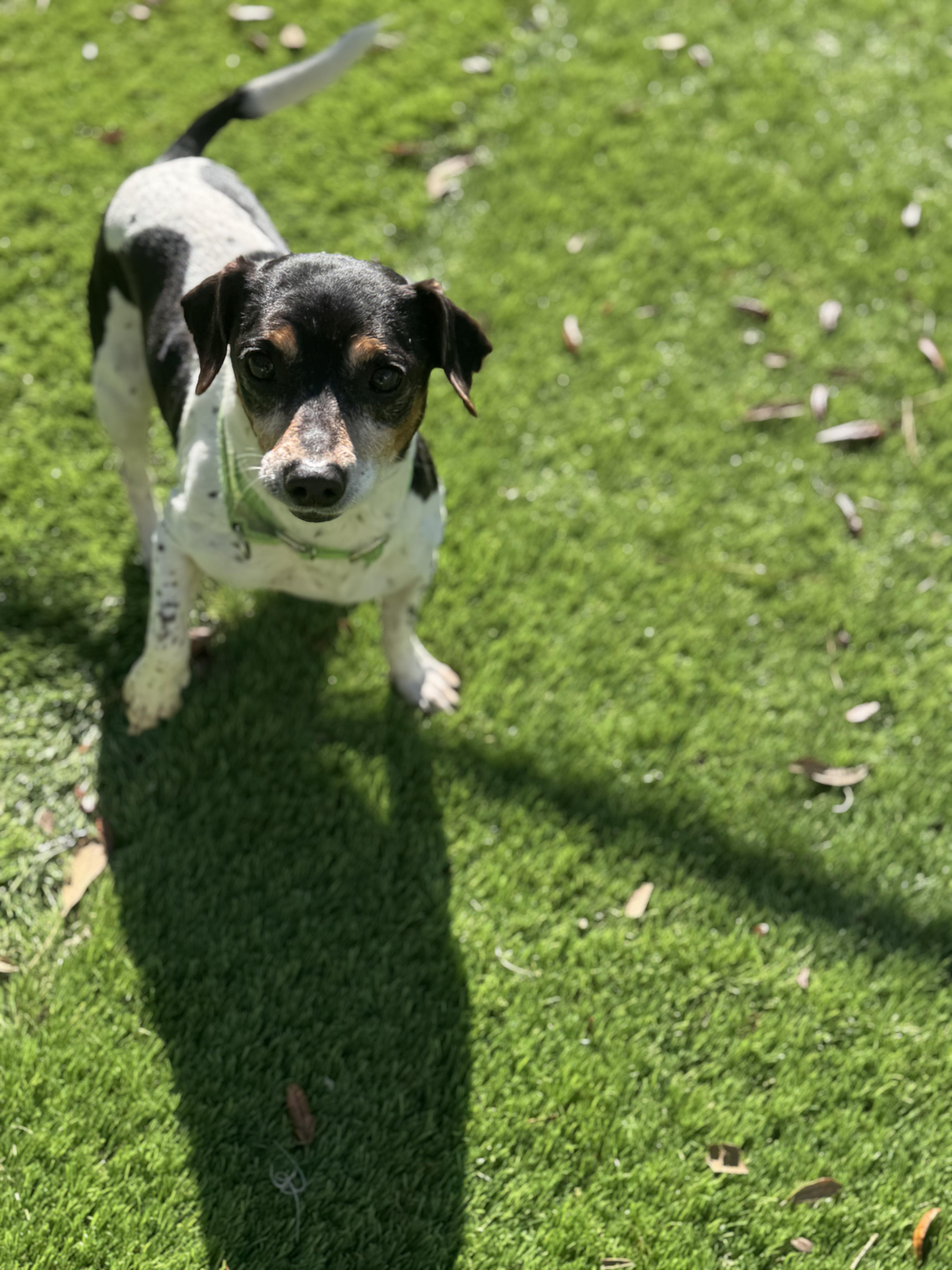 Enlarge Thor, an adoptable mixed breed in Pawleys Island, SC image 1/1