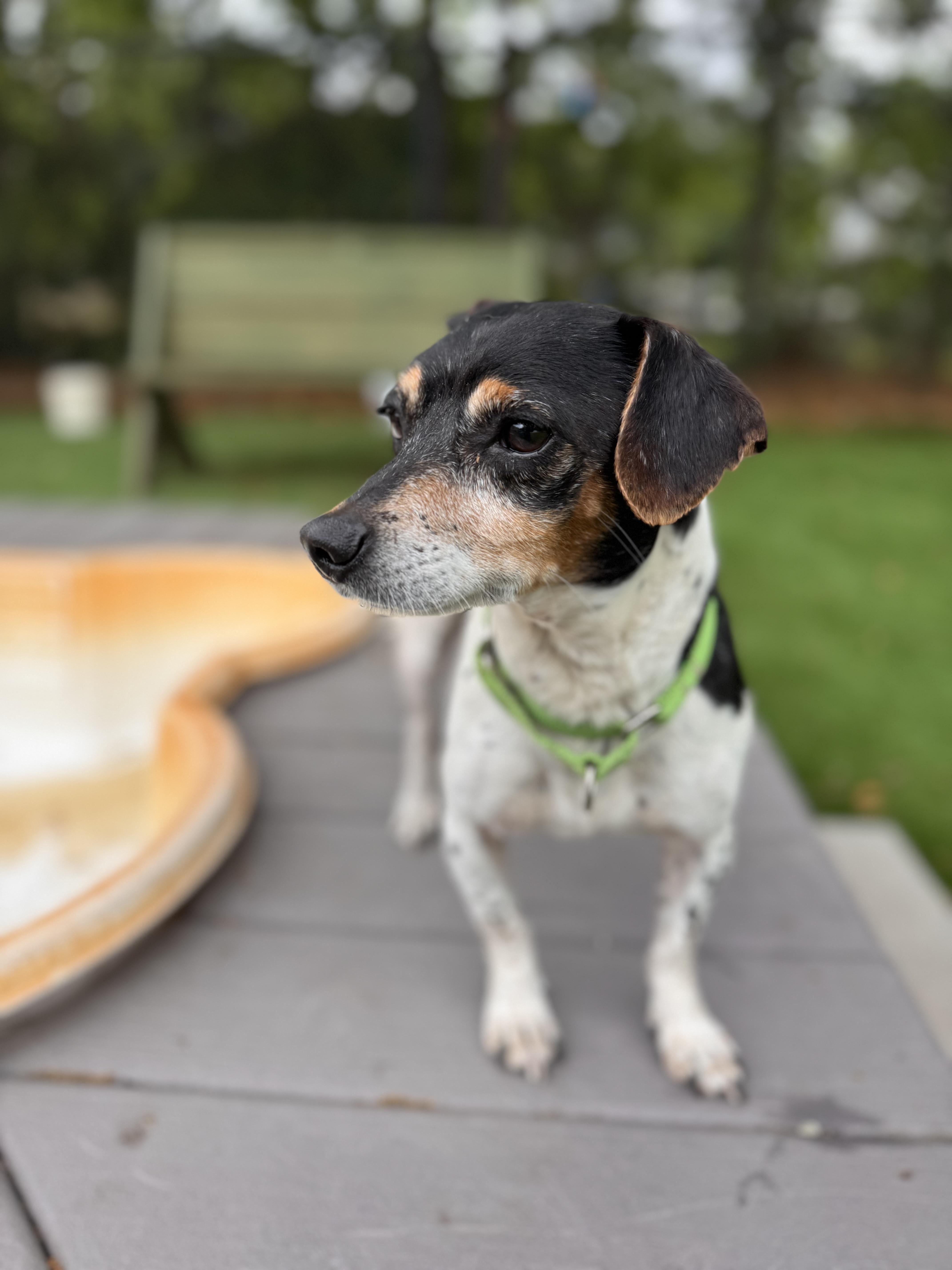 Enlarge Thor, an adoptable mixed breed in Pawleys Island, SC image 1/2
