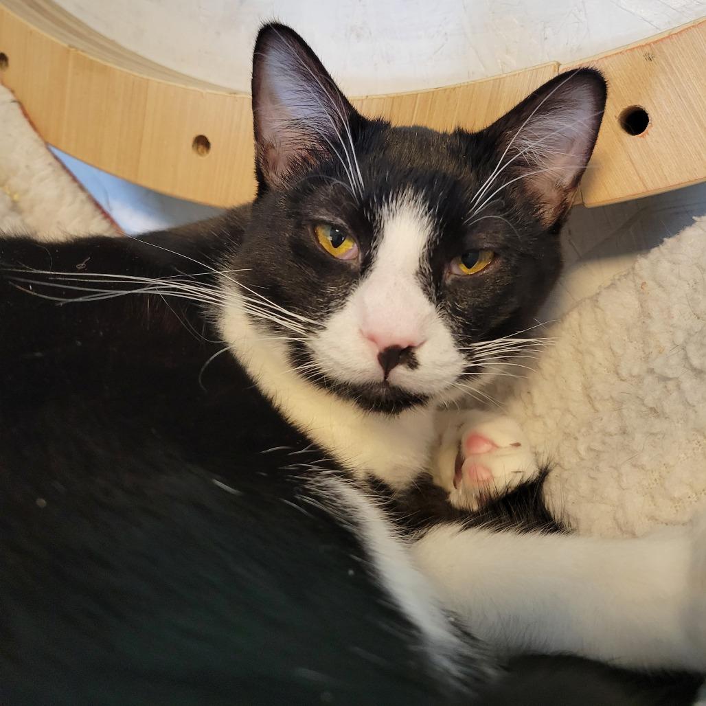 Milli, Adoptable, Adult Female Domestic Short Hair.