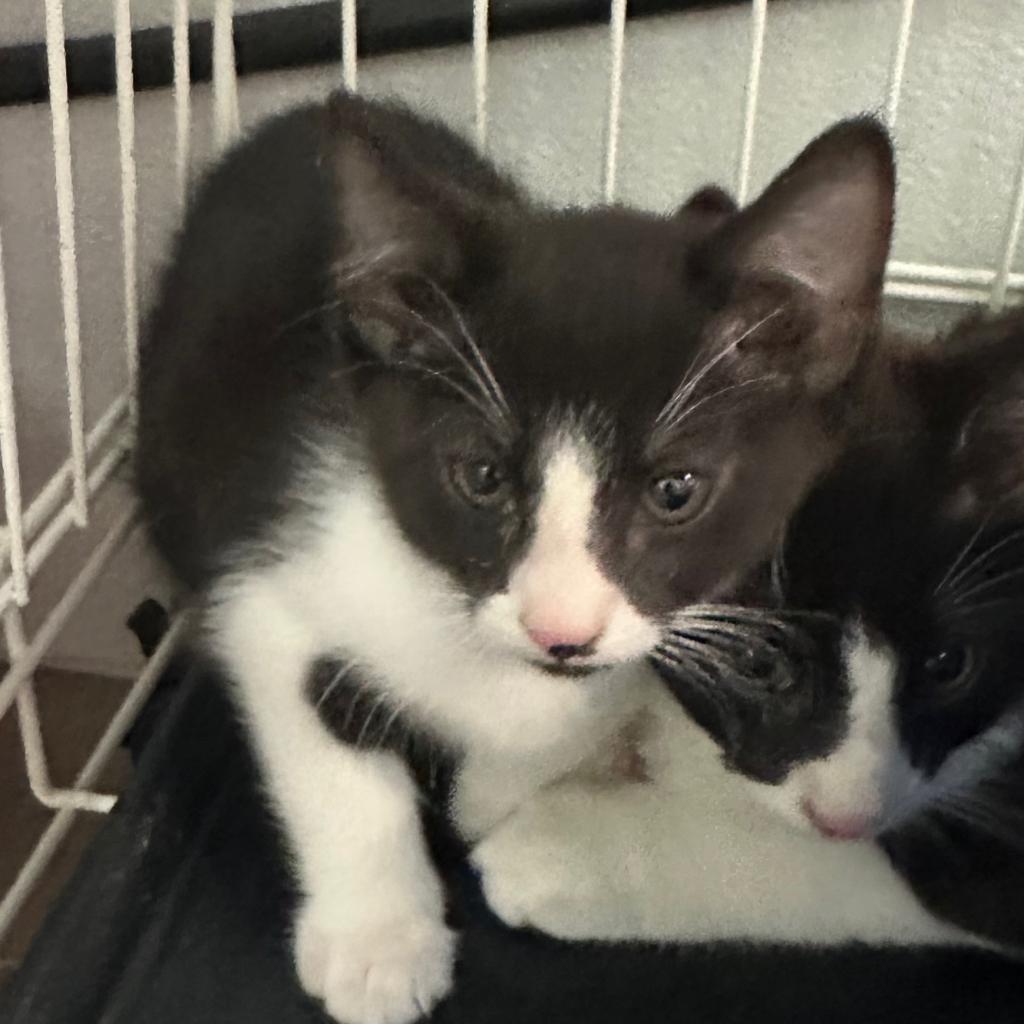Milli, a Adoptable Domestic Short Hair in Priest River, ID image 3/6