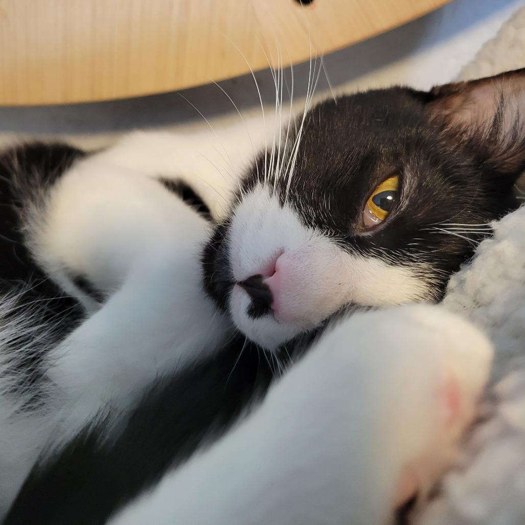 Milli, a Adoptable Domestic Short Hair in Priest River, ID image 5/6