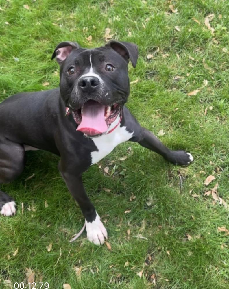 Enlarge Cheese, a Adoptable mixed breed in Naperville, IL image 2/6