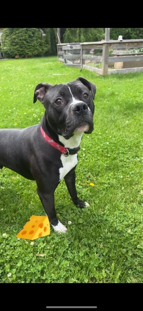 Enlarge Cheese, a Adoptable mixed breed in Naperville, IL image 4/6
