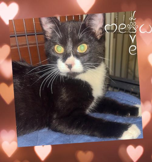 James, a Adoptable Domestic Short Hair in Orlando, FL image 4/5