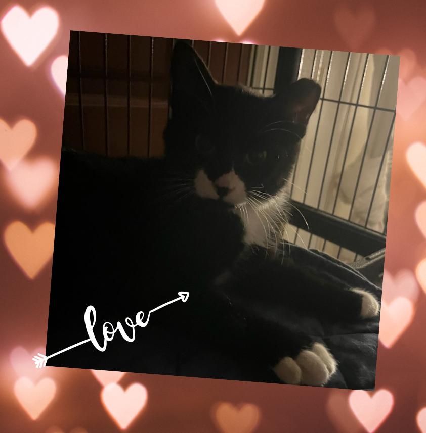 James, a Adoptable Domestic Short Hair in Orlando, FL image 2/5