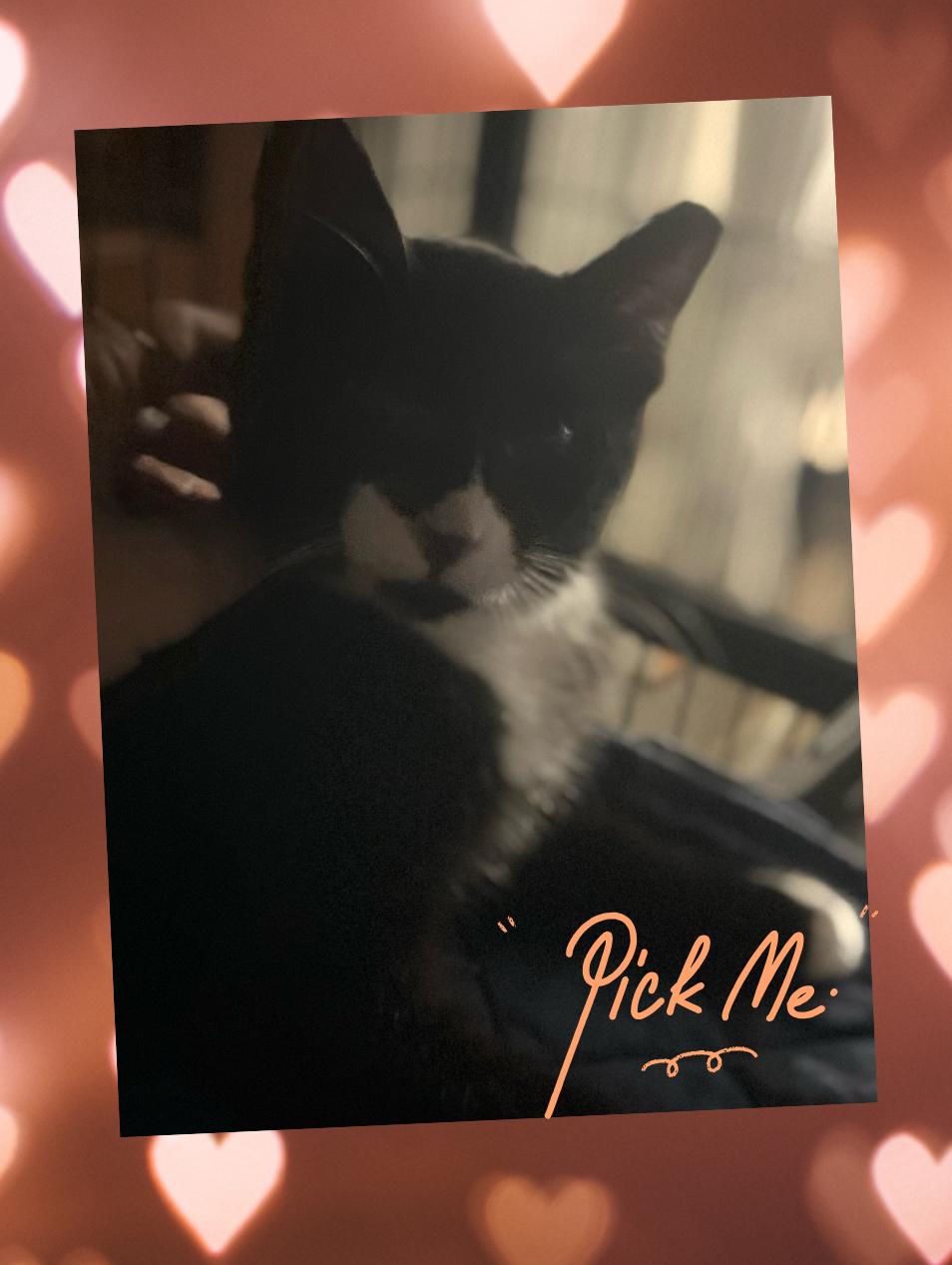 James, Adoptable, Kitten Male Domestic Short Hair.