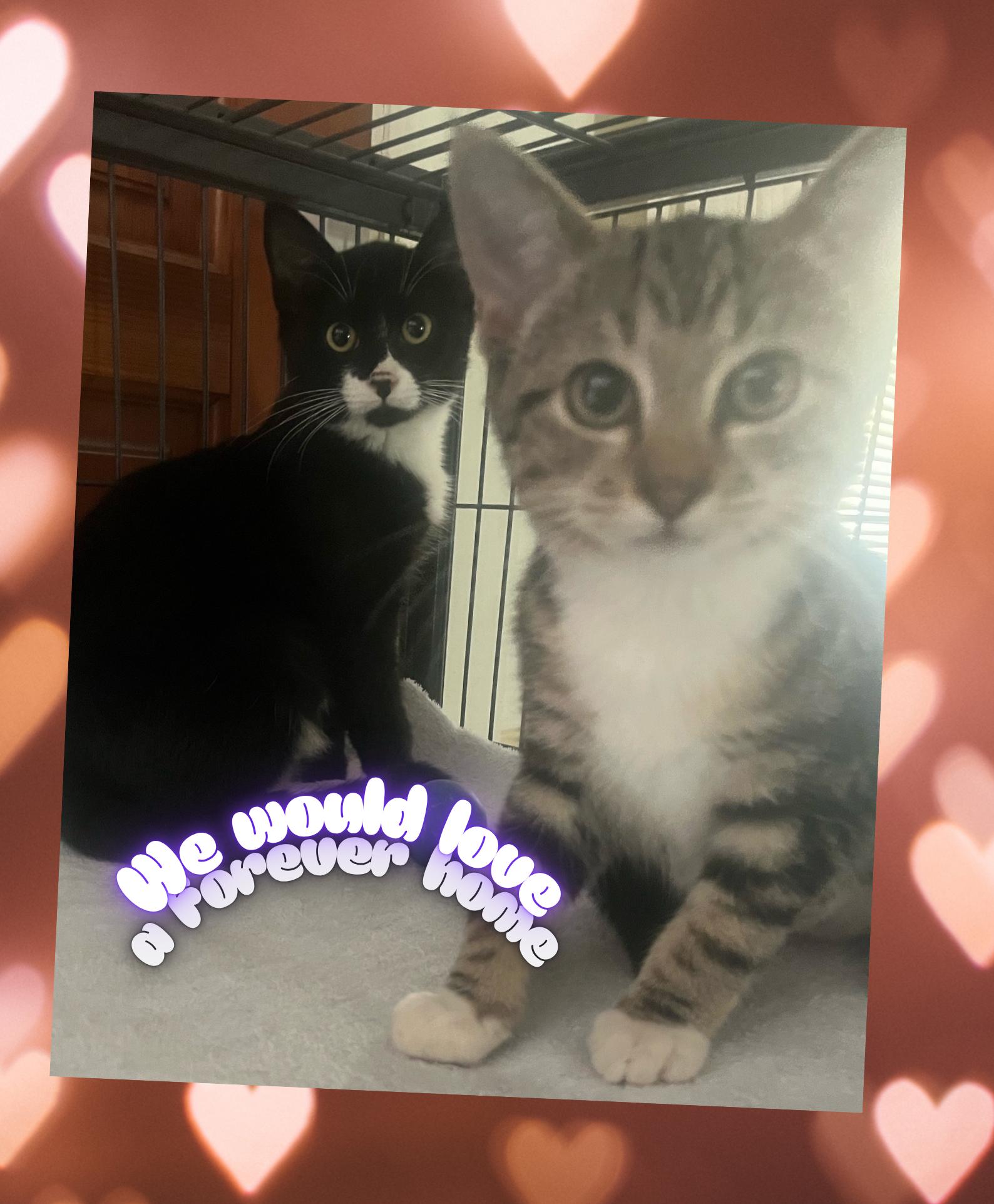 James, a Adoptable Domestic Short Hair in Orlando, FL image 3/5