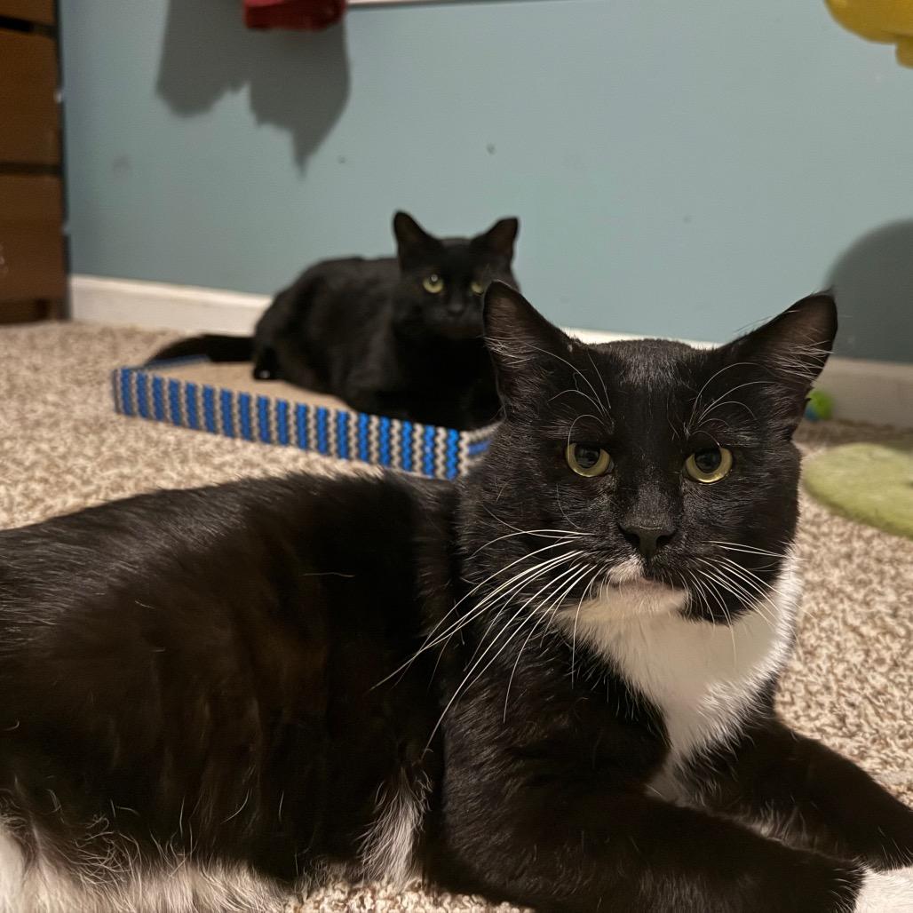 Enlarge Luigi, a Adoptable Domestic Short Hair in Frederick, MD image 1/3
