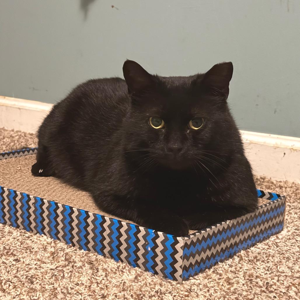 Enlarge Luigi, a Adoptable Domestic Short Hair in Frederick, MD image 2/3