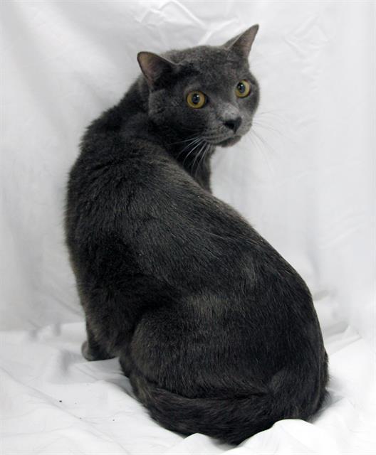 Enlarge ASHES, a Adoptable Domestic Short Hair in Winter Haven, FL image 1/1