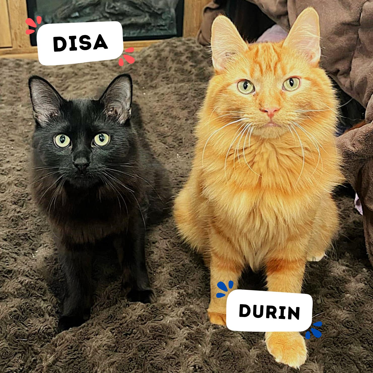 Disa & Durin