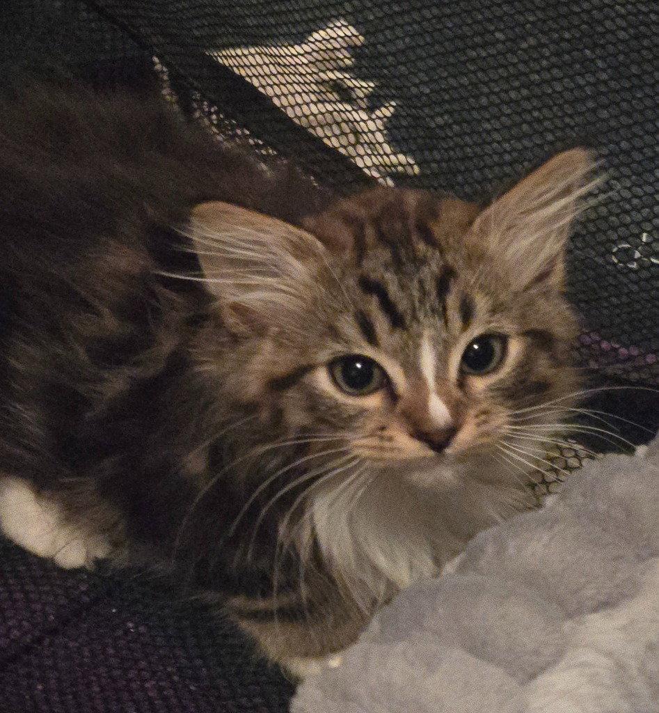 LG - Silver, Adoptable, Young Male Domestic Medium Hair.