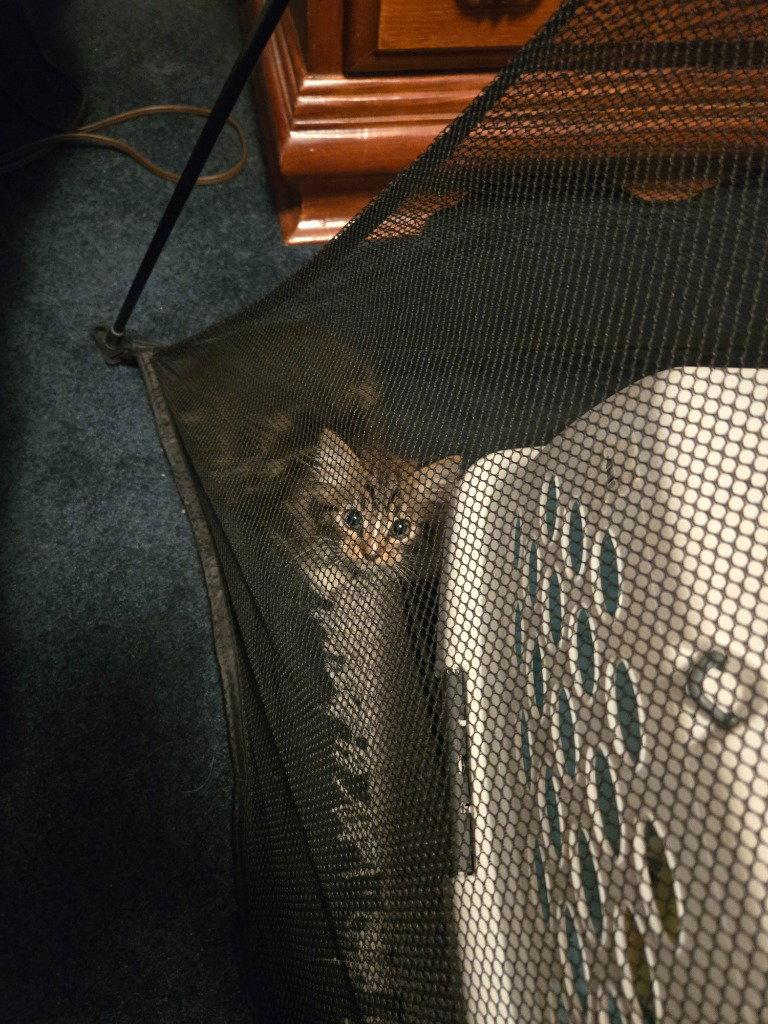 Enlarge LG - Silver, a Adoptable Domestic Medium Hair in Battle Ground, WA image 2/2
