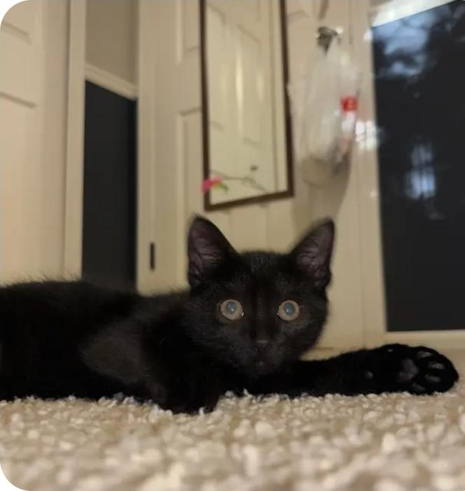 Toothless photo 4