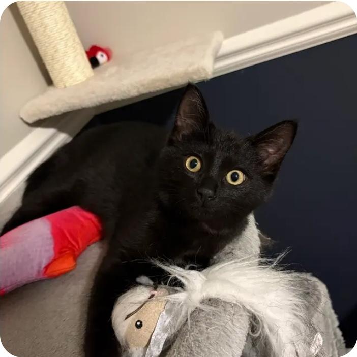Toothless photo 3