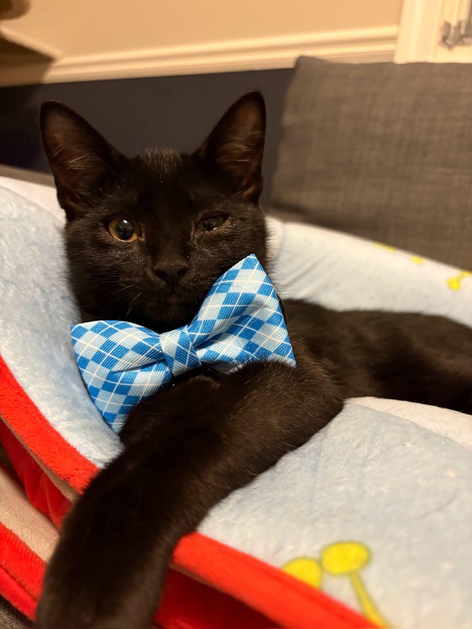 Toothless, Young Male unknown