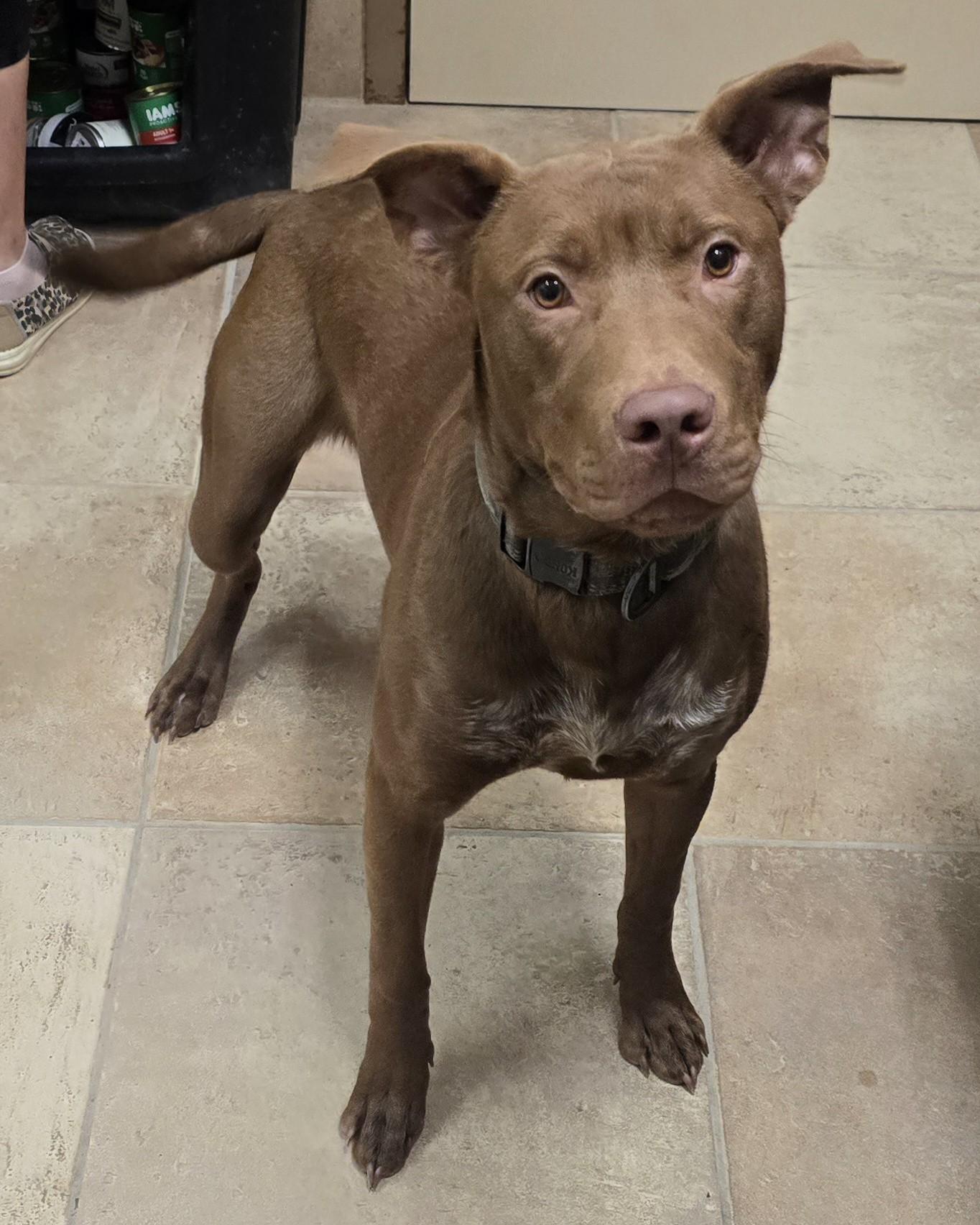 Enlarge Miller, a Adoptable mixed breed in Brainerd, MN image 1/1