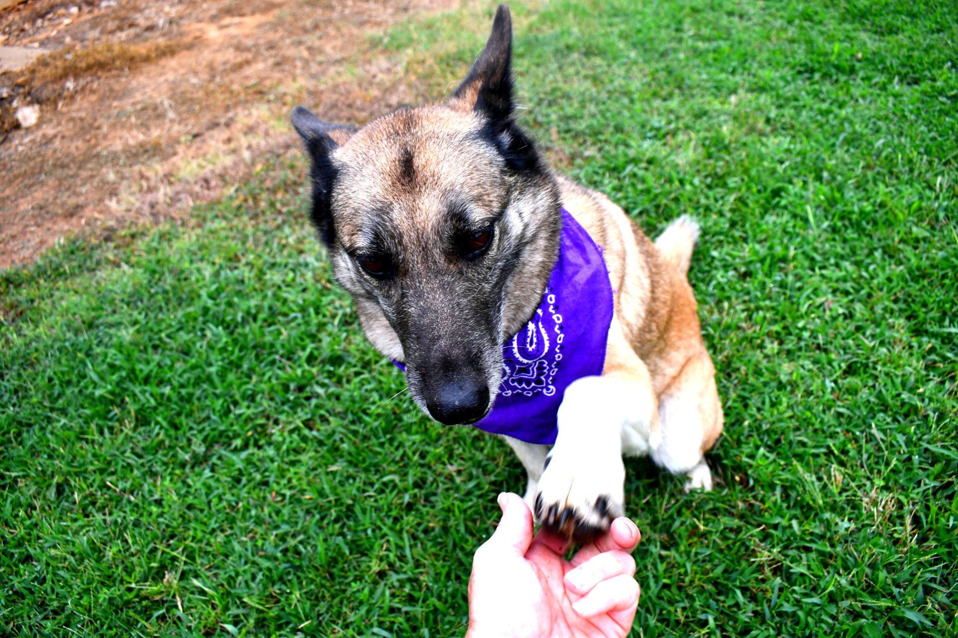 Fiona, a Adopted mixed breed in Muldrow, OK image 2/6