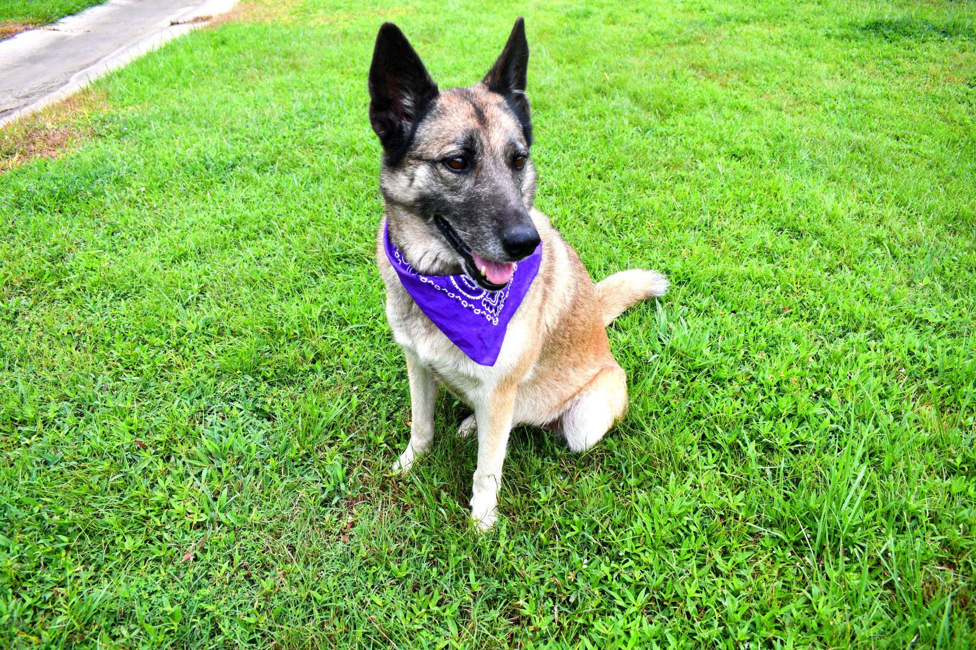 Fiona, a Adopted mixed breed in Muldrow, OK image 3/6