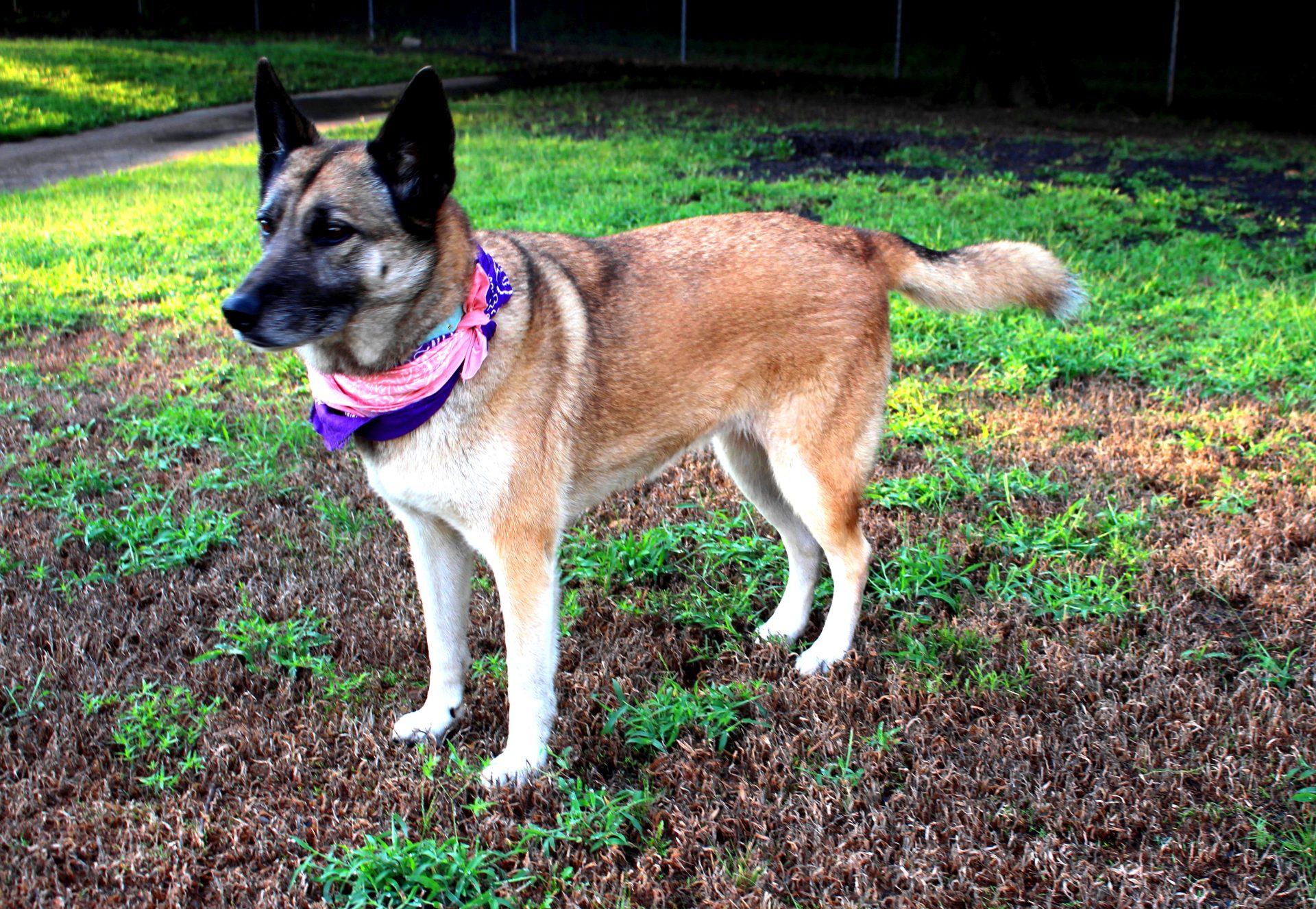 Fiona, a Adopted mixed breed in Muldrow, OK image 4/6
