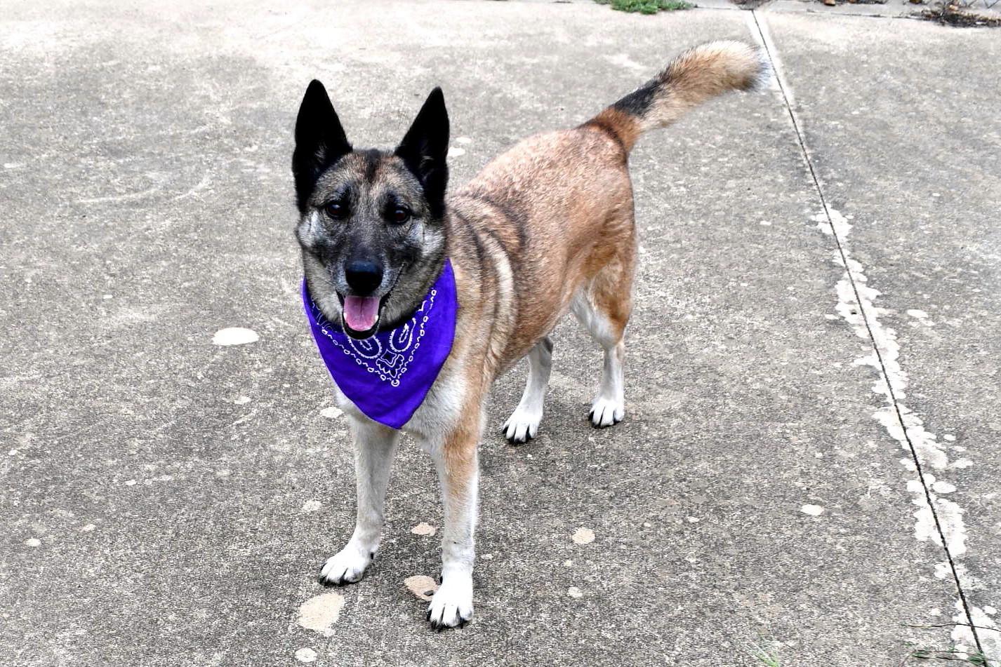 Fiona, a Adopted mixed breed in Muldrow, OK image 5/6